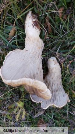 Pleurotus nebrodensis