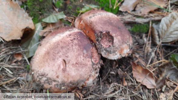 Tricholoma colossus