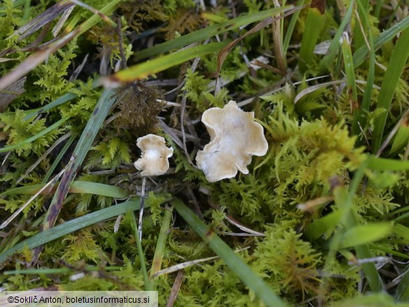 Cantharellopsis prescotii