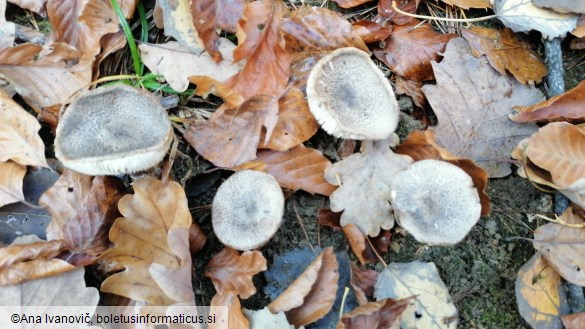 Tricholoma terreum