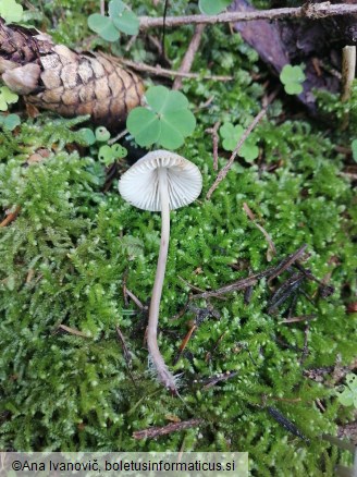 Marasmiellomycena omphaliiformis