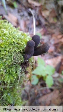 Xylaria polymorpha