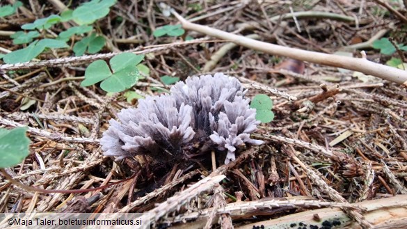 Thelephora anthocephala