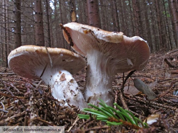 Cortinarius claricolor