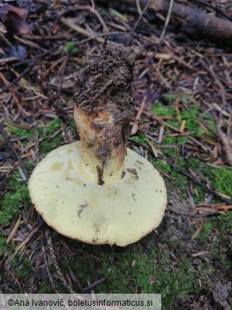 Butyriboletus appendiculatus