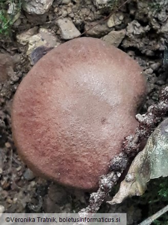 Phylloporus rhodoxanthus