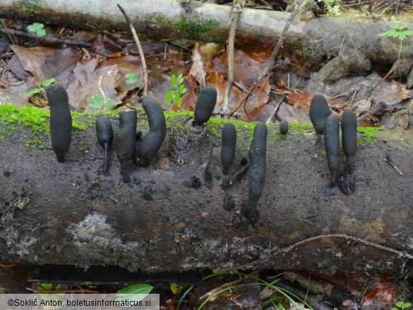 Xylaria polymorpha