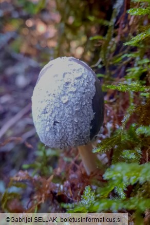 Coprinopsis lagopides