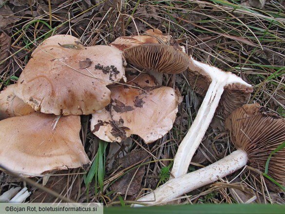 Hebeloma sinapizans