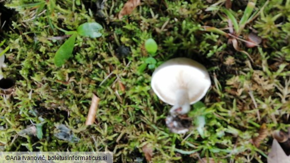 Entoloma rhodopolium