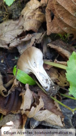 Helvella acetabulum