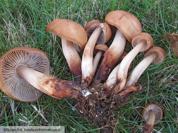 Collybia fusipes