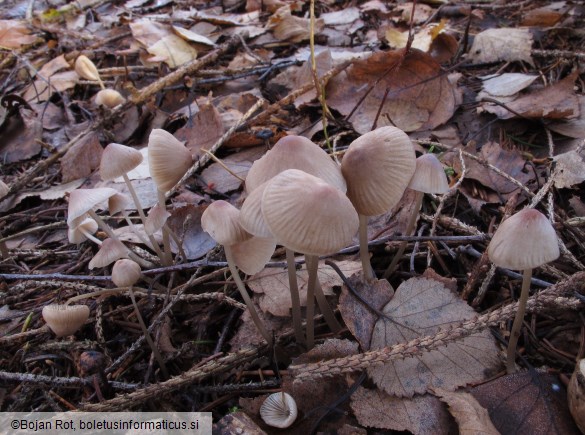 Mycena filopes