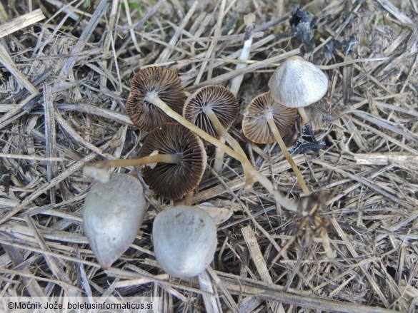 Psathyrella potteri