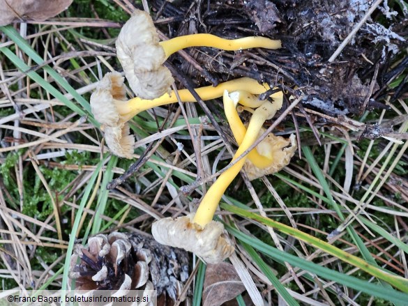 Craterellus lutescens