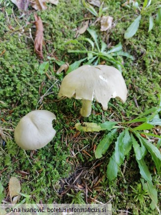 Entoloma rhodopolium