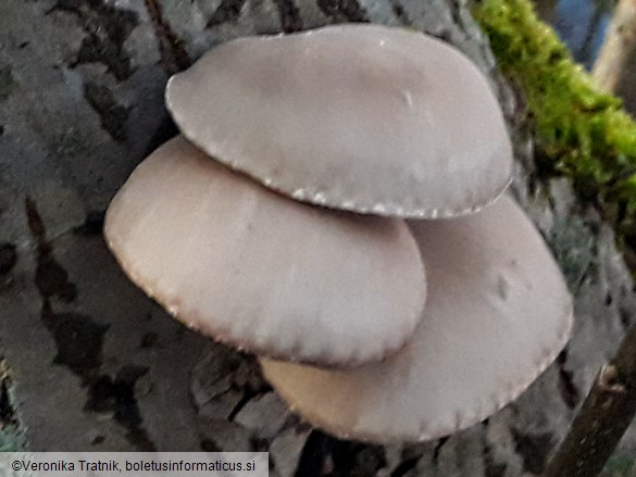 Pleurotus ostreatus