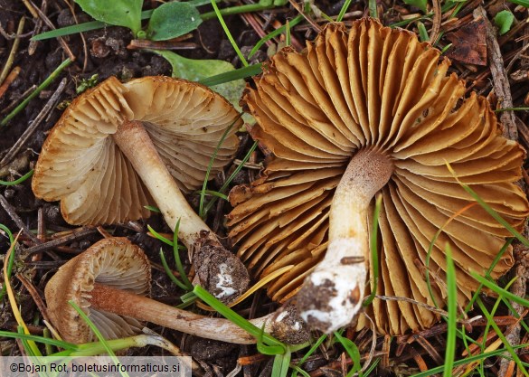 Inocybe nitidiuscula