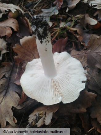 Tricholoma columbetta