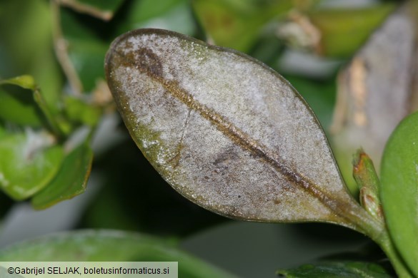 Cylindrocladium buxicola