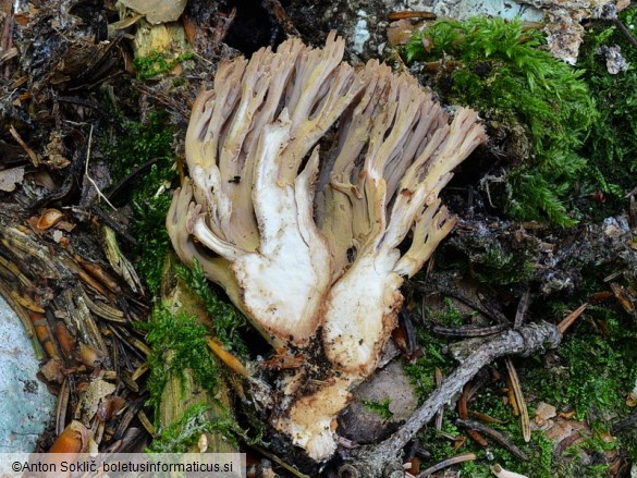 Ramaria spinulosa