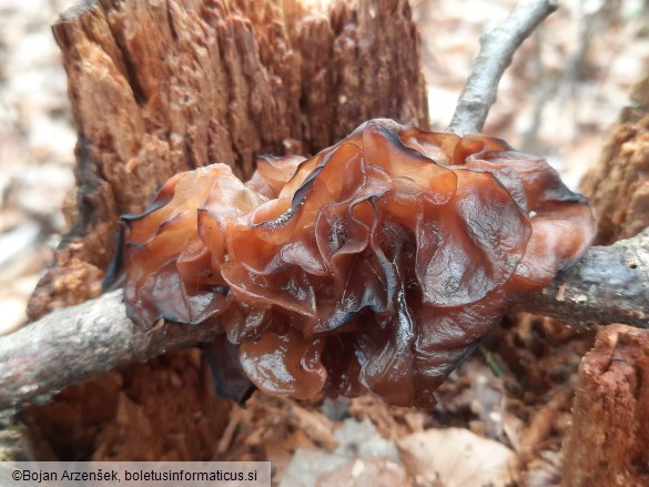 Phaeotremella frondosa