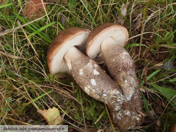 Leccinum duriusculum