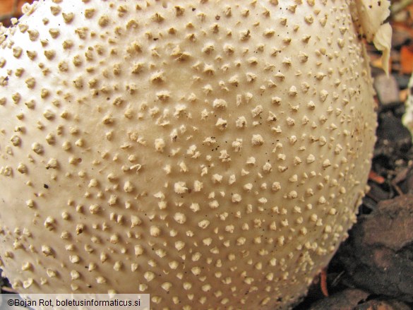 Amanita echinocephala