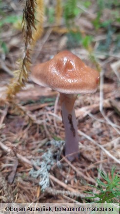 Cortinarius stillatitius