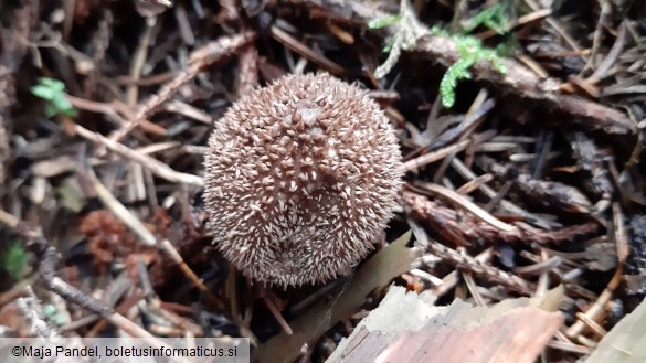 Lycoperdon echinatum