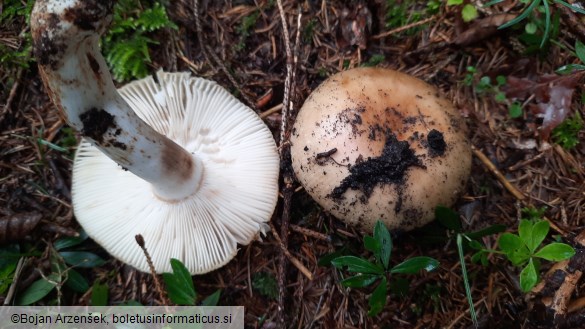 Russula grata