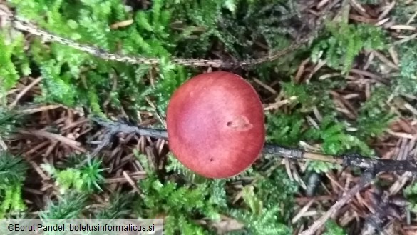 Cortinarius sanguineus