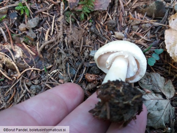 Agaricus silvicola