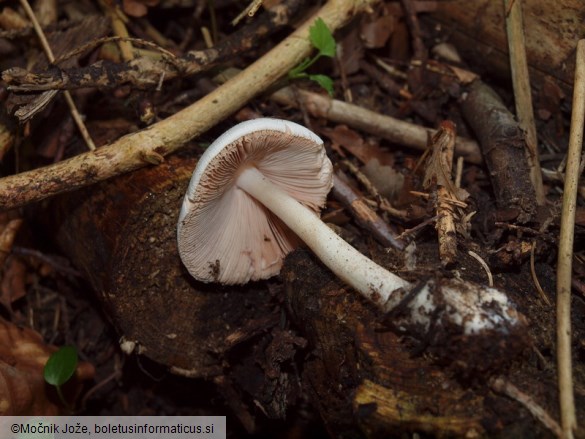 Volvariella caesiotincta