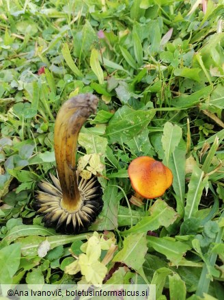 Hygrocybe conica