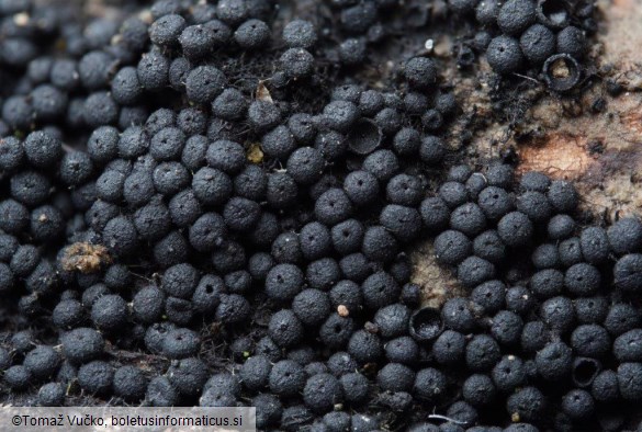 Tympanopsis confertula