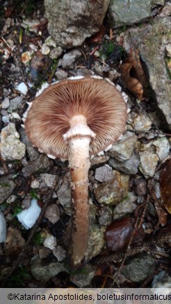 Armillaria ostoyae