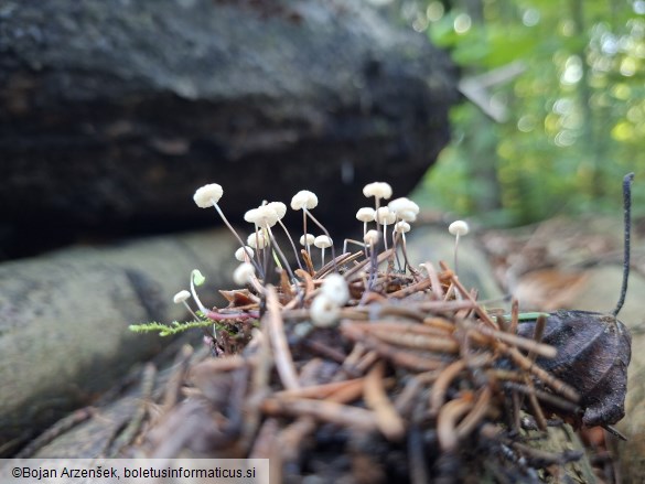 Marasmius wettsteinii