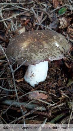 Russula olivacea