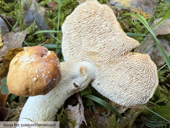 Hydnum rufescens