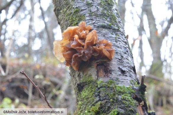 Phaeotremella frondosa