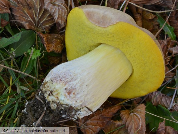 Hemileccinum impolitum
