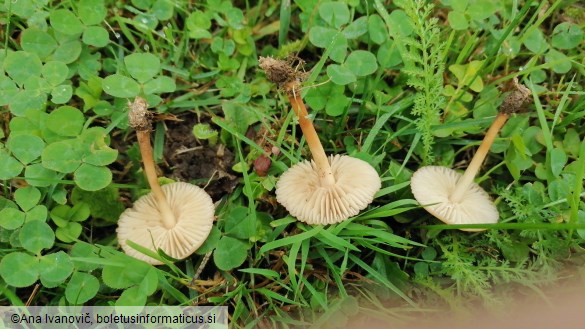 Marasmius oreades