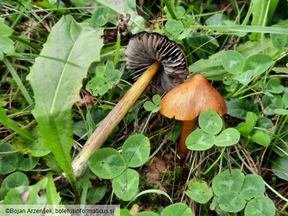 Hygrocybe conica