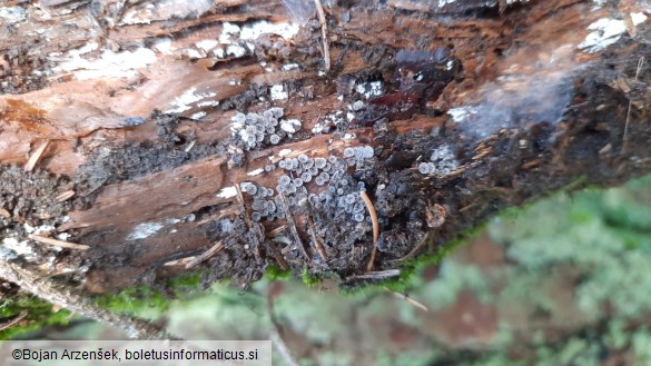 Resupinatus applicatus
