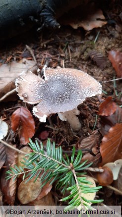 Amanita pantherina