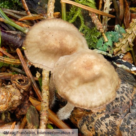 Mycena galericulata