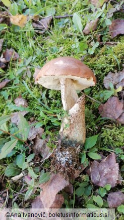 Leccinum versipelle