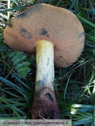 Suillellus queletii