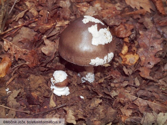 Amanita bertaultii